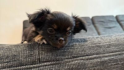 Chihuahua Welpen | ab sofort