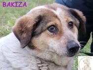Bakiza - unsere alte Hundedame - Kissing