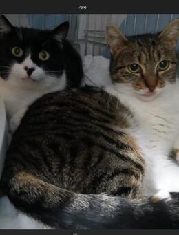 🆘Valentina & Nia leiden im Käfig🆘 - Eislingen (Fils)