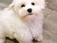 Bischon maltese toy in 49124