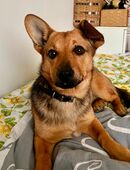 Terrier Corgi Mix Welpe in 33824