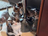 Maine Coon & Maine Coon/Sibirische Waldkatze Mix - Hannover Vahrenwald-List