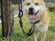 Doongie sucht Zuhause oder PS - Ebstorf (Klosterflecken)