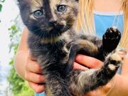 Katzenbaby Kitten kleine Katze Schildplatt - Barkhagen