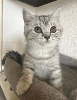 6 BKH Kitten weiblich - Düsseldorf