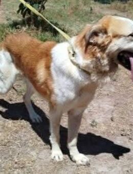 Kairo ist ein Bombon - Donaueschingen