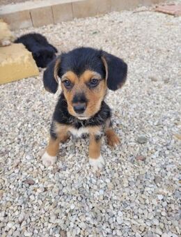 Grimm hätte kaum eine Chance gehabt - Wöllstadt