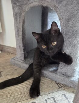 2 Britisch Kurzhaar BKH Kitten - Dresden