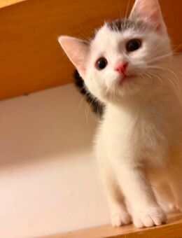 Kitten - Büren