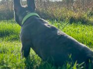 Französische Bulldogge, zwei Jahre alt - Borsdorf