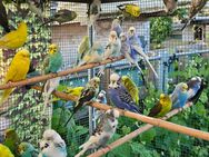 Nestjunge und Zuchtreife Wellensittiche ( Zuchtaufgabe) - Frankfurt (Main) Preungesheim