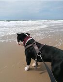 American Bully sucht in 66701