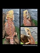 No.5 High Red Blue Bartagame female (pogona vitticeps) NZ April 2025 in 22175