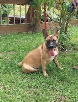 Daisy, temperamentvolle kleine Dame - Quedlinburg