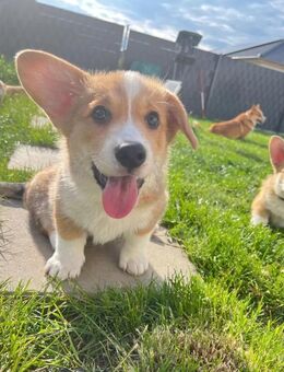 Süße Welsh Pembroke Corgi Welpen - Arnstadt