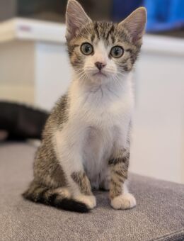 EKH Kitten ❤️LEO❤️ (w) - Wölfersheim