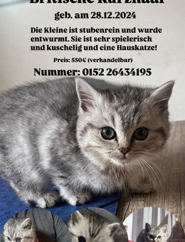 Britische Kurzhaar Baby - Petershagen Zentrum