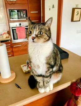 Hübscher älterer Kater Little Un - Karlsruhe