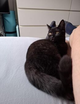 Süßer BKH Kater abzugeben - Gummersbach Zentrum