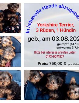 Yorkshire Terrier Welpen aus Hobbyzucht - Engelskirchen