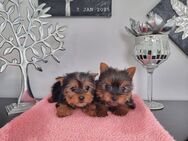 Yorkshire Terrier Babys / Chip - Simbach