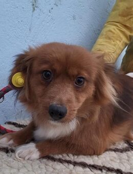 Foxi, zarte, kleine Hundelady - Köln