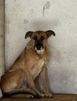 Nemo ein stiller Hundejunge - München