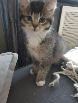 Katzenbaby abzugeben - Hamburg Hamburg-Nord