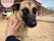 Freundliche HONEY sucht Familie ❤️ - Saarbrücken