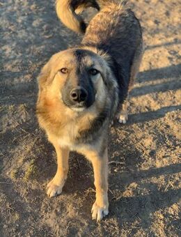 Daryl sucht sein Glück - Celle