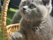 Britische kurzhaar Katze - Mönchengladbach