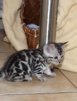 Attraktive, menschenbezogene Bengal Kitten aus liebevoller Hobbyzucht - Melle Zentrum