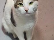 Gris Glückkatze sucht glückliche Familie - Unterföhring