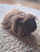 Meerschweinchen Böckchen sucht neues Zu Hause in 56651