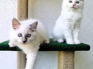 2 Bildhübsche Ragdoll Katern suchen ab 24.05 ein liebevolles Zuhause auf Lebenszeit - Essen