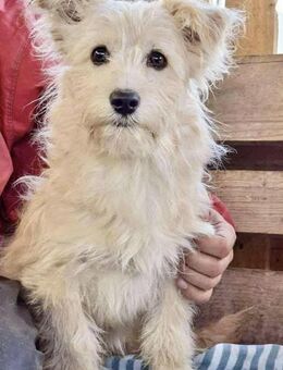 Maya - kleinbleibende Wuscheline - Koblenz