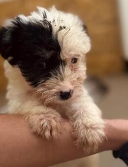 bezauberndes,kleines Welpenmädchen Milka - Kallmünz