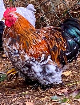 Junge Zwerg-Cochinhähne abzugeben - Kogel