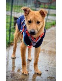 Brezel - wartet in 96160 Geiselwind - Oberwies