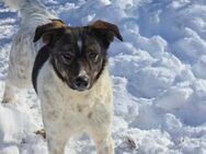Freundlicher CHAP sucht liebes Zuhause♥️ - München