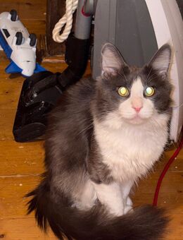 Main Coon Kater - Gemünden (Main)