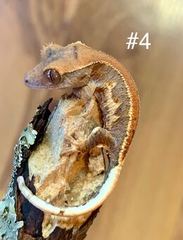 0.0.1 Correlophus Ciliatus (Kronengecko) - Waldbronn