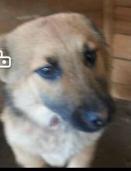 Jana sucht ein nettes Zuhause - Blankenheim (Nordrhein-Westfalen)