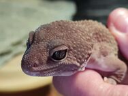 Leopardgecko Männchen Blizzard - Achim