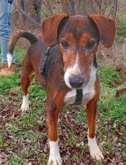 Brownie - menschenbezogen, verträglich - Rheine