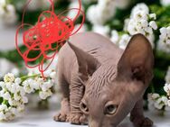 Hübsche und Reinrassige Sphynx-Kitten suchen liebevolle Familie - Ludwigshafen (Rhein)