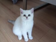 BKH Kitten mit blauen Augen, Mädchen - Villingen-Schwenningen