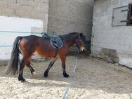 Welsh Cob Wallach 5 jährig, 145cm - Berod (Wallmerod)