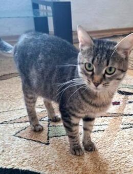 Cleo sucht ein schönes Zuhause - Blankenheim (Nordrhein-Westfalen)
