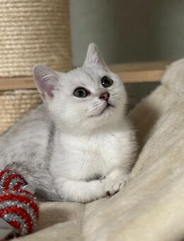 ABGABEBEREIT BKH Reinrassige Britisch Kurzhaar Kätzchen Mädchen Junge Katze Kater silver shadet weiß grau grüne Augen - Sinn